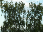 photo18365