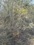photo18407