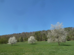 photo18417