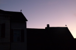 photo18542